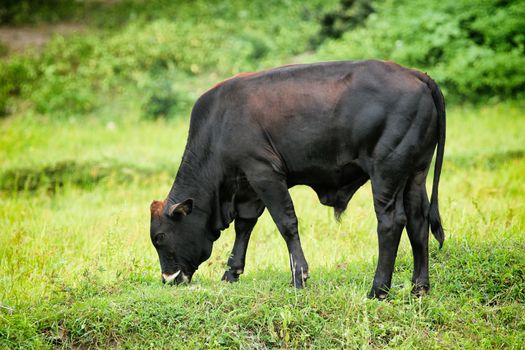 Image of a cow on nature background. - Vintage Filter