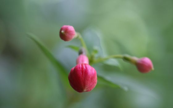 Close up of red buds of Fuchsia Flower