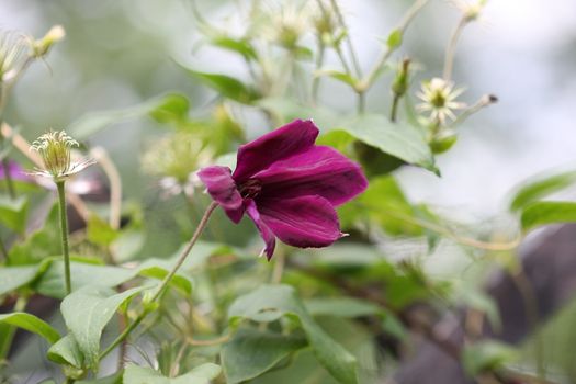 Close up of purple clematis flower