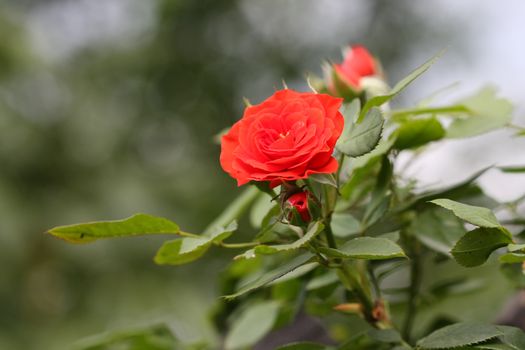 Close up of red rose and buds in the  garden