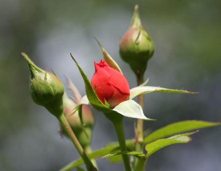 Close up of red rose and buds in the  garden