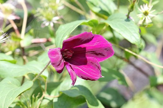 Close up of purple clematis flower