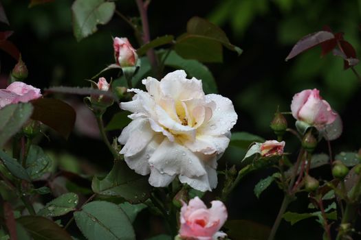 Close up of white rose with rain drops