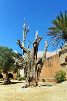 Arkadi monastery Greece Greek church landmark tree