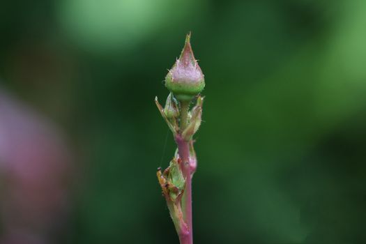 Close up of pink rose buds with rain drops