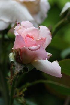 Close up of pink rose with rain drops