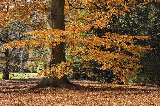 The leafy forest in the morning sunshine