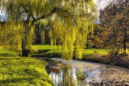 Willow tree by the Pond with the mirroring on the surface