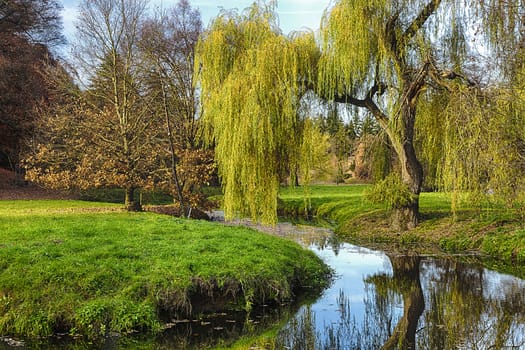 Willow tree by the Pond with the mirroring on the surface