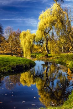 Willow tree by the Pond with the mirroring on the surface