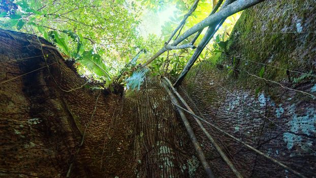 Bottom view of giant tree in the Ecuadorian Amazon