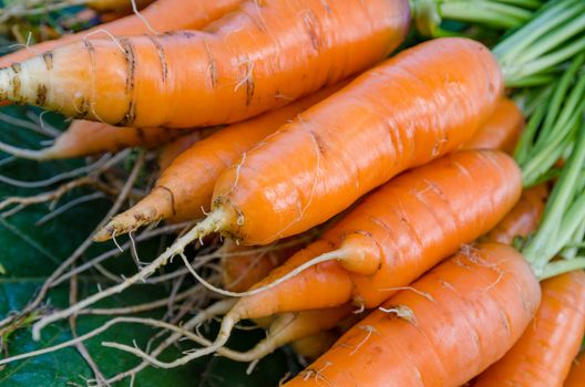Carrot harvest vegetables in the garden in the hands