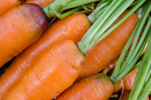 Carrot harvest vegetables in the garden in the hands