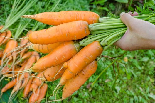 Carrot harvest vegetables in the garden in the hands