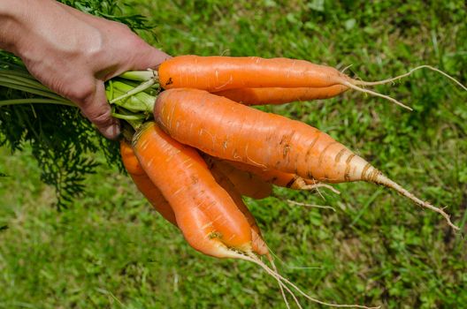 Carrot harvest vegetables in the garden in the hands