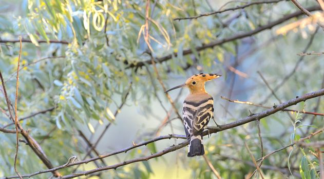 Hoopoe (Upupa epops) on brunch tree