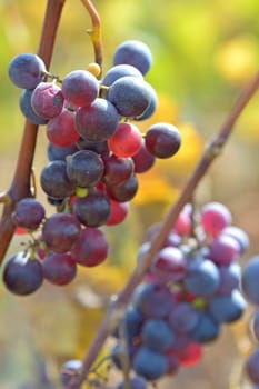 ripe red grape in vineyard