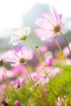 Cosmos flower