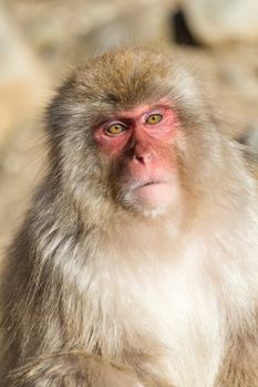 Snow Monkey