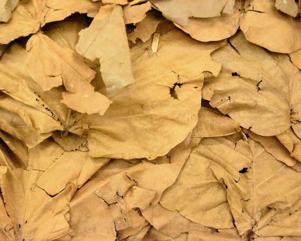 Dry leaves wallpaper in thailand