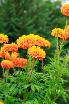 Gardening. Nice orange flowers on green plant background