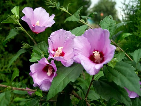 Shrub Mallow (Hibiscus syriacus) bushy garden decorative plants.