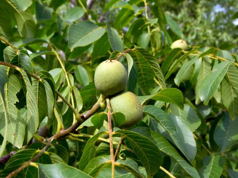The common walnut (Juglans regia L.) are still green walnuts.