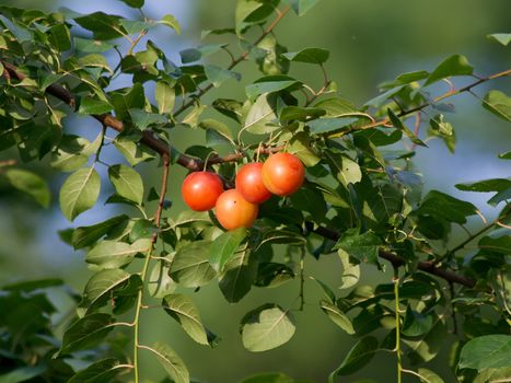 The wild rose (Rosa Canina) berries, rose hips.