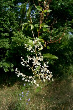 The Chinese clematis (Fallopia Aubertin) plants in the parks.