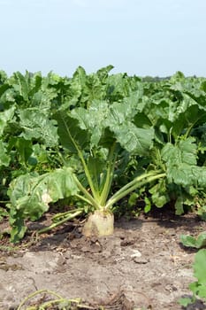 Sugar beet (Beta vulgaris) are important crops.