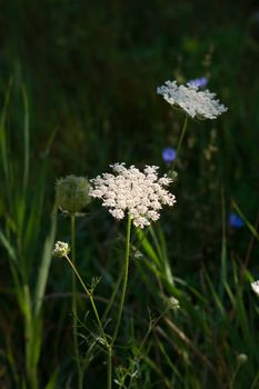 The wild yarrow (Achillea collina) herbal medicine as well.