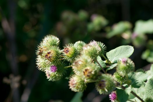 Roadsides thistle (Carduus acanthoides) is a common weed.