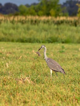 The Grey Heron hunts the stubble field tack.