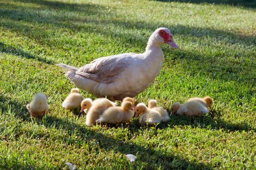 Silent duck (Cairina moschata) leads the ducklings.