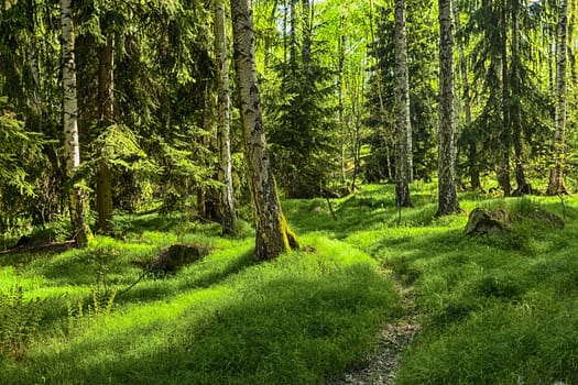 The primeval Spruce and Birch forest with grass on ground