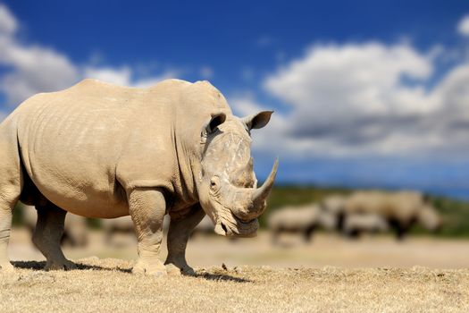 Rhino on savannah in Africa, National park of Kenya