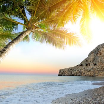 Tropical beach with palm tree. Beautiful tropical landscape