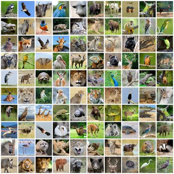 Collage of 100 photos of wildlife. Animals and birds