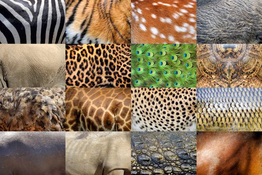 Collection of many real wild animals skin furs