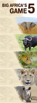 Big five africa - Lion, Elephant, Leopard, Buffalo and Rhinoceros