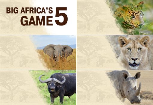 Big five africa - Lion, Elephant, Leopard, Buffalo and Rhinoceros