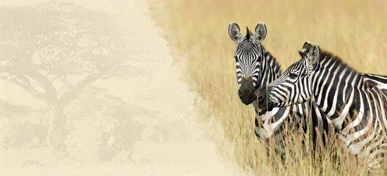 Zebra on textured paper. Animal on a background of old paper