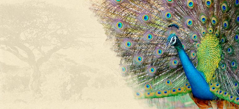 Peacock on textured paper. Animal on a background of old paper