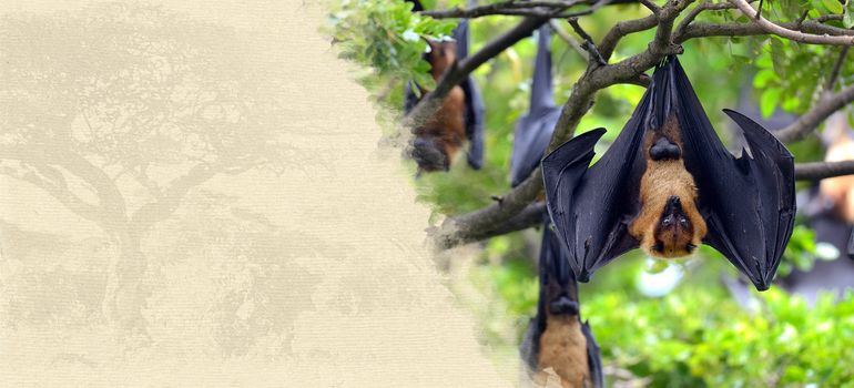 Flying fox on textured paper. Animal on a background of old paper