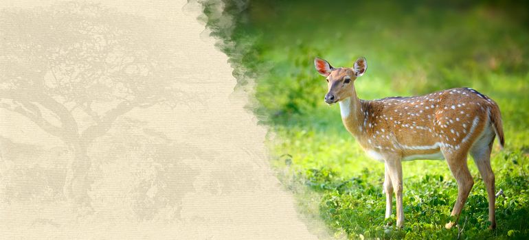 Deer on textured paper. Animal on a background of old paper