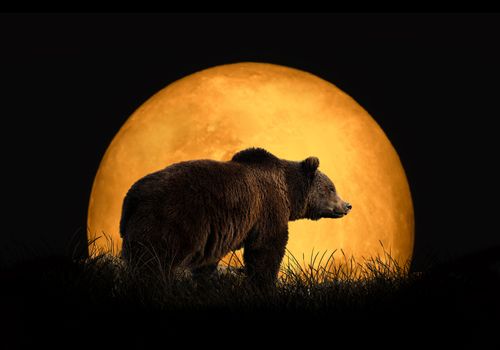 Bear on the background of red moon. Large moon on a dark background
