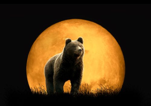 Bear on the background of red moon. Large moon on a dark background