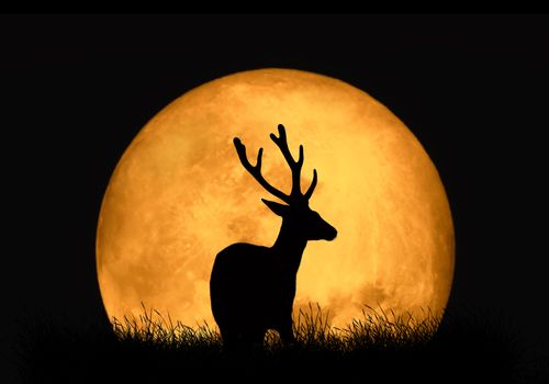 Silhouette deer on the background of red moon. Large moon on a dark background