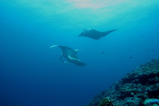 Manta Ray underwater diving photo Maldives Indian Ocean