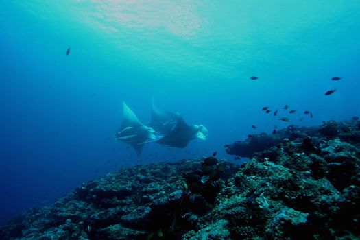 Manta Ray underwater diving photo Maldives Indian Ocean